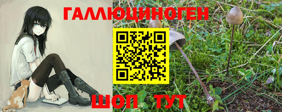 Галлюциногенные грибы Magic Shrooms  Псилоцибиновые грибы GOLDEN TEACHER  Кудрово  Вход с VPN 